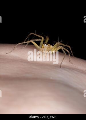 Luchs Spinne der Gattung Peucetia Stockfoto