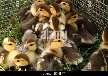 Kleine Enten in einem Käfig. Viele flauschige Enten dicht beieinander Stockfoto