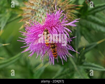 2 zwei Marmalade-Schwebfliegen (Episyrphus balteatus), die sich im Tandem auf Nektar von kriechendem Thistle (Cirsium arvense) North Yorkshire, England, UK, ernähren Stockfoto