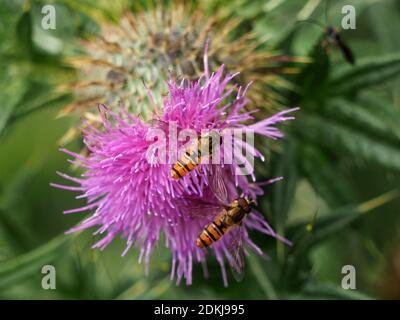 2 zwei Marmalade-Schwebfliegen (Episyrphus balteatus), die sich im Tandem auf Nektar von kriechendem Thistle (Cirsium arvense) North Yorkshire, England, UK, ernähren Stockfoto