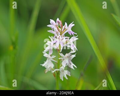 Spärlicher Blütenspieß von Anacamptis pyramidalis, der pyramidenförmigen Orchideenvariation mit mauvenfarbenen, weißen Blüten auf Reserve in North Yorkshire, England, UK Stockfoto