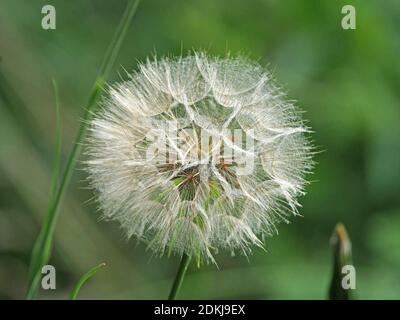 Charakteristisch große 'Uhr' Pappus oder Saatkopf & Knospen von Goatsbeard (Tragopogon pratensis) oder Wiese oder auffällige Salsify in North Yorkshire, England, UK Stockfoto