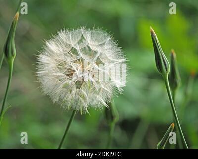 Charakteristisch große 'Uhr' Pappus oder Saatkopf & Knospen von Goatsbeard (Tragopogon pratensis) oder Wiese oder auffällige Salsify in North Yorkshire, England, UK Stockfoto