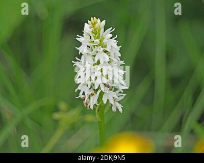 Weibliche Ichneumonwespe auf weißen Blüten von dichten Blütenspieß Pyramiden-Orchidee (Anacamptis pyramidalis) in Cumbria England Stockfoto