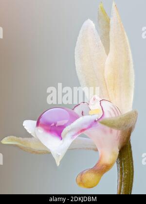 Mönchorchidee der Art Oeceoclades maculata Stockfoto