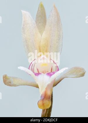 Mönchorchidee der Art Oeceoclades maculata Stockfoto