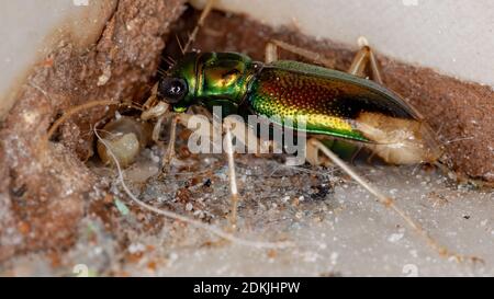 Tigerkäfer der Gattung Tetracha Stockfoto