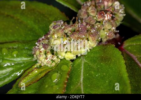 Asthmapflanze der Art Euphorbia hirta Stockfoto