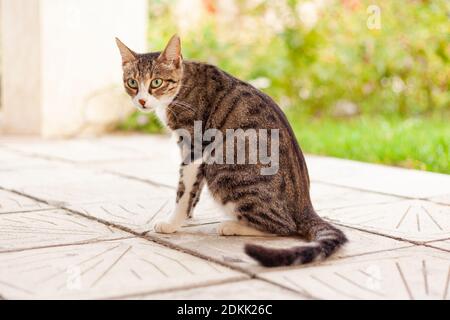 Graue Katze sitzt auf einer Fliese Stockfoto
