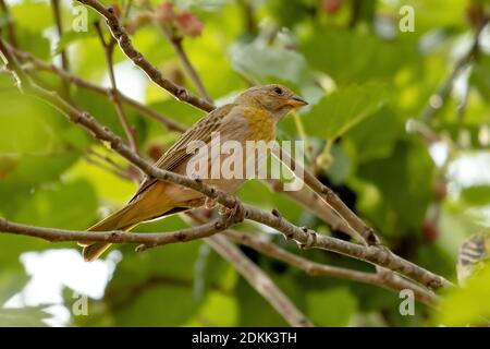 Brasilianischer Safranfinch der Art Sicalis flaveola Stockfoto