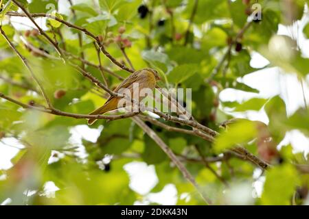 Brasilianischer Safranfinch der Art Sicalis flaveola Stockfoto