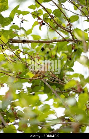 Brasilianischer Safranfinch der Art Sicalis flaveola Stockfoto