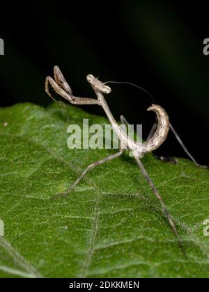 Brasilianischer Mantid der Familie Mantidae in einem Blatt Stockfoto