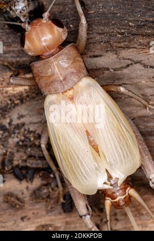 Weibliches Felddickicht der Unterfamilie Gryllinae Stockfoto