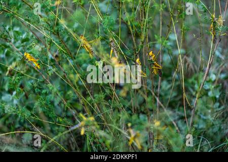 Wüstenheuschrecken fressen üppige neue Vegetation nach Dürre brechen Regen. Es ist eine schwärmende kurzhörnige Heuschrecke in der Familie Acrididae. Pest. Stockfoto