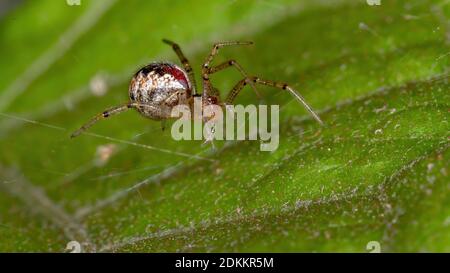 Brasilianische Spinnweben der Familie Theridiidae Stockfoto