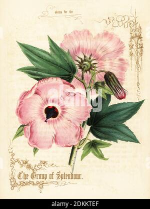 Rosa Hibiskusblüten und Laub. Die Gruppe der Pracht. Handkolorierte Lithographie mit goldener Kalligraphie von Paul Jerrard aus seiner eigenen Gems for the Drawing Room, Paul Jerrard, 111 Fleet Street, London, 1852. Jerrard war ein viktorianischer Lithograph und Druckfarmer, der in London tätig war. Stockfoto