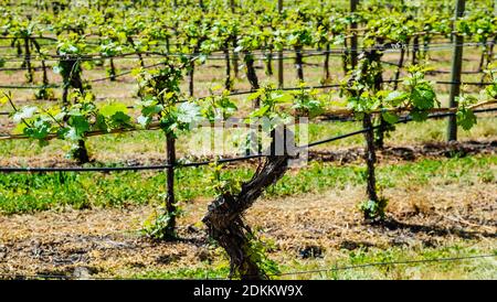 Nahaufnahme von Weinreben in Reihen im Weinberg. Stockfoto