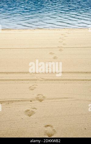 Fußabdrücke auf gepflegtem Strandsand, der vom Wasser führt. Stockfoto