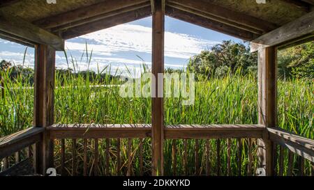 Holzterrasse und Pavillon über von Rohrschienenreben gezüchtet Stockfoto