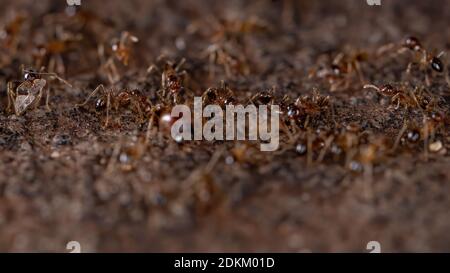 Großkopfalzen der Gattung Pheidole Stockfoto