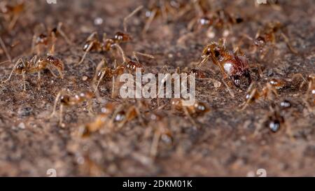 Großkopfalzen der Gattung Pheidole Stockfoto