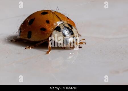 Asian Lady Beetle der Art Harmonia axyridis Stockfoto