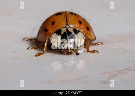 Asian Lady Beetle der Art Harmonia axyridis Stockfoto