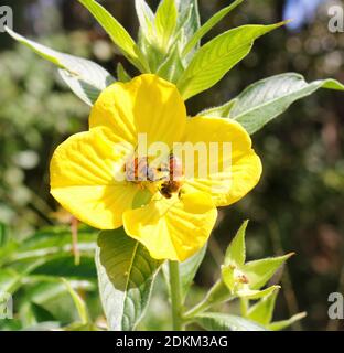 Wingleaf Primrose-Willow Ludwigia decurrens Pflanze mit gelben vierblättrigen Blüten mit Bienen im wilden Florida USA Stockfoto