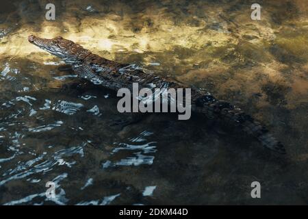 Caiman im Wasser . Krokodiljagd Stockfoto