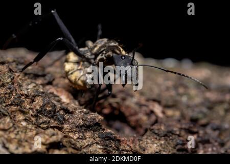 Schimmernde Goldsugar-Ameise der Art Camponotus sericeiventris Stockfoto