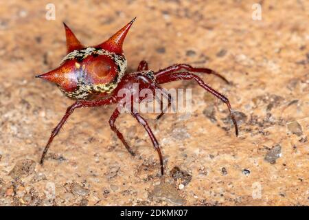 Orbweaver der Art Actinosoma pentacanthum Stockfoto