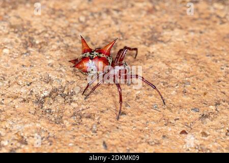 Orbweaver der Art Actinosoma pentacanthum Stockfoto