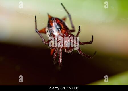 Orbweaver der Art Actinosoma pentacanthum Stockfoto