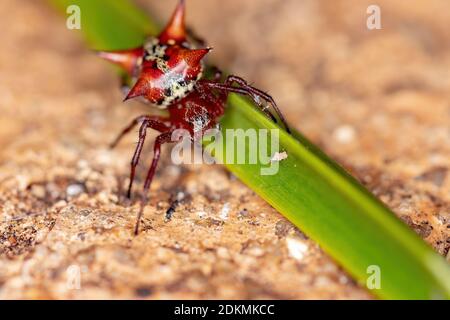 Orbweaver der Art Actinosoma pentacanthum Stockfoto