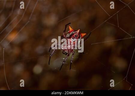 Orbweaver der Art Actinosoma pentacanthum Stockfoto