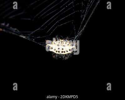 Spinybacked Orbweaver der Art Gasteracantha cancriformis Stockfoto