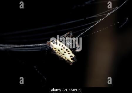 Spinybacked Orbweaver der Art Gasteracantha cancriformis Stockfoto