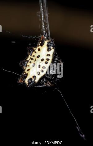 Spinybacked Orbweaver der Art Gasteracantha cancriformis Stockfoto