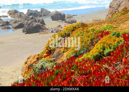 Wilde Blumen bedecken den Hang, der zu einem Strand mit großen Felsen und Sand führt, am Pazifischen Ozean in Nordkalifornien, USA. Stockfoto