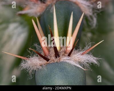 Dornen des brasilianischen Mandacaru Kaktus der Art Cereus Jamacaru Stockfoto