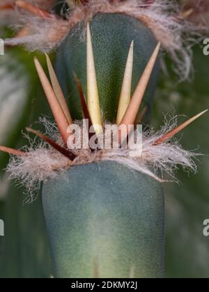 Dornen des brasilianischen Mandacaru Kaktus der Art Cereus Jamacaru Stockfoto