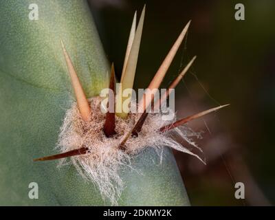 Dornen des brasilianischen Mandacaru Kaktus der Art Cereus Jamacaru Stockfoto