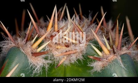 Dornen des brasilianischen Mandacaru Kaktus der Art Cereus Jamacaru Stockfoto