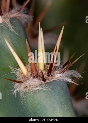 Dornen des brasilianischen Mandacaru Kaktus der Art Cereus Jamacaru Stockfoto