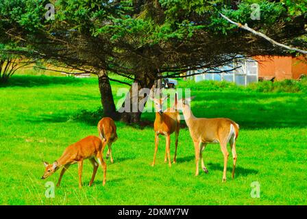 Vier weibliche Hirsche, die im Sommer auf einem Rasen grasen, in der Nähe von Mission Marsh, Thunder Bay, Ontario, Kanada. Stockfoto