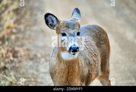 Ein Farbfoto von einem jungen Hirsch im Herbst in Thunder Bay, Ontario, Kanada. Stockfoto