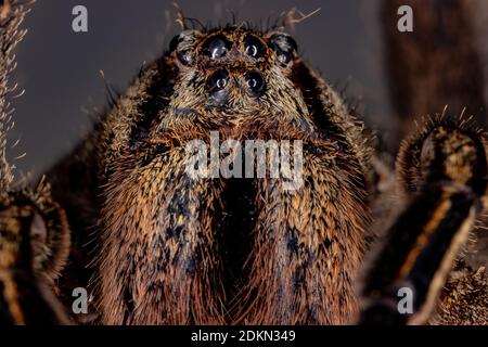 Brasilianische Wanderspinne der Art Phoneutria eickstedtae Stockfoto