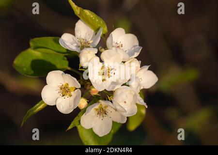 Weiß blühende duftende Blüten von Apfelbaum in Abendstrahlen Untergehende Sonne Stockfoto