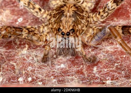 Wandernde Spinne der Gattung Enoploctenus Stockfoto